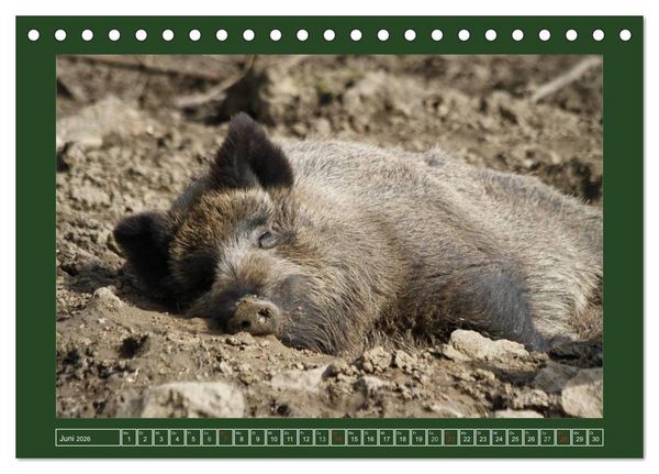 Produktbild: Schweinkram - Die Wildschweine sind los (Tischkalender 2026 DIN A5 quer), CALVENDO Monatskalender