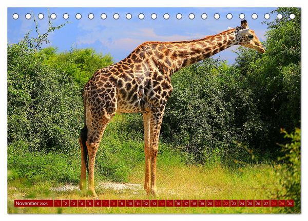 Produktbild: Botswana- Pirschfahrt mit Garantie auf Wildlife (Tischkalender 2026 DIN A5 quer), CALVENDO Monatskalender
