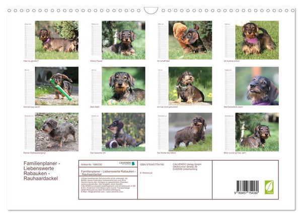 Produktbild: Familienplaner - Liebenswerte Rabauken - Rauhaardackel (Wandkalender 2026 DIN A3 quer), CALVENDO Monatskalender