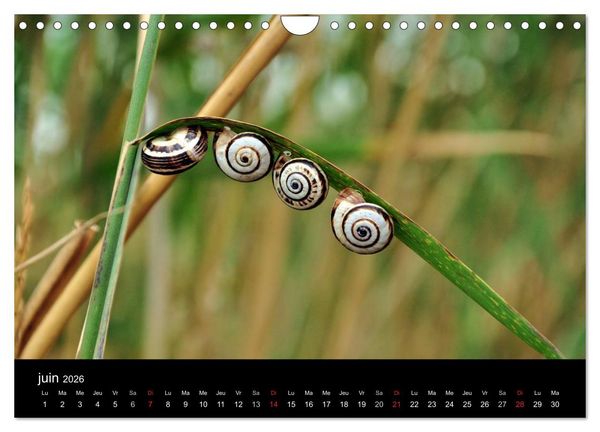 Produktbild: Camargue Entre mer et nature (Calendrier mural 2026 DIN A4 vertical), CALVENDO calendrier mensuel