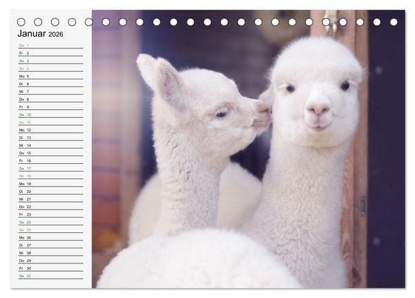 Produktbild: Alpakababys zum Verlieben (Tischkalender 2026 DIN A5 quer), CALVENDO Monatskalender