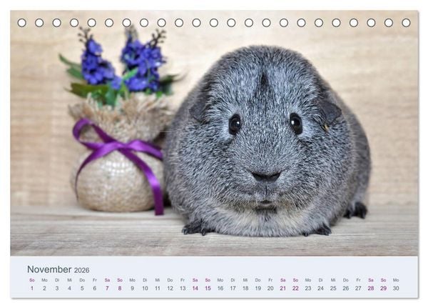 Produktbild: Meerschweinchen Portraits (Tischkalender 2026 DIN A5 quer), CALVENDO Monatskalender