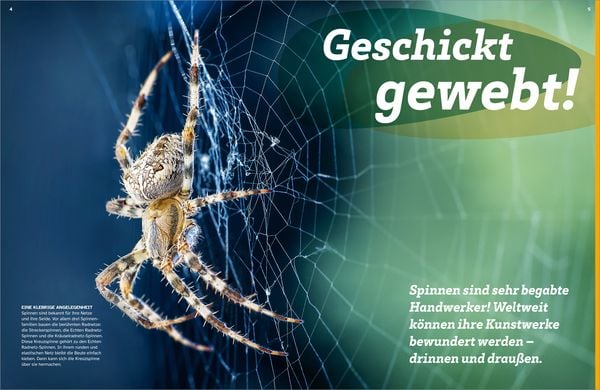 Produktbild: WAS IST WAS Spinnen. Akrobaten auf acht Beinen