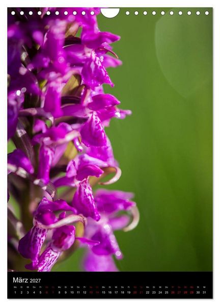 Produktbild: Im richtigen Licht: Wilde Orchideen in S&uuml;dbayern (Wandkalender 2027 DIN A4 hoch), CALVENDO Monatskalender