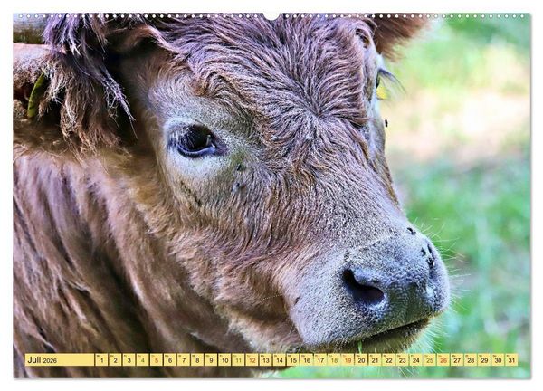 Produktbild: Highland Cattle, die Hochlandrinder aus Pfeffingen (Wandkalender 2026 DIN A2 quer), CALVENDO Monatskalender