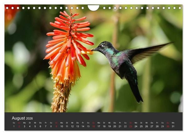 Produktbild: Costa Rica 2026 Exotische Vogelwelt (Wandkalender 2026 DIN A4 quer), CALVENDO Monatskalender