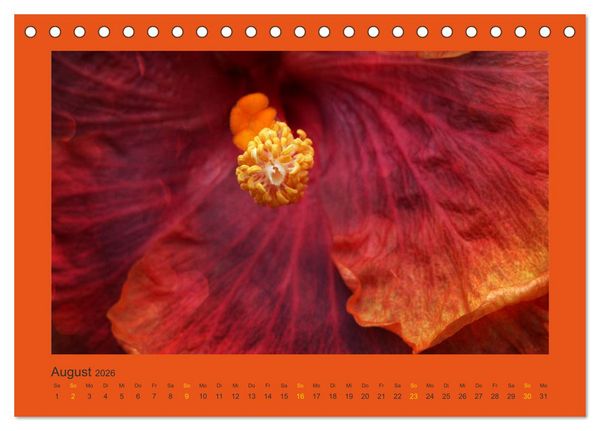 Produktbild: 12 Farben (Tischkalender 2026 DIN A5 quer), CALVENDO Monatskalender