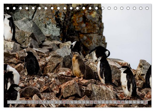 Produktbild: Einfach liebenswert diese Pinguine (Tischkalender 2026 DIN A5 quer), CALVENDO Monatskalender