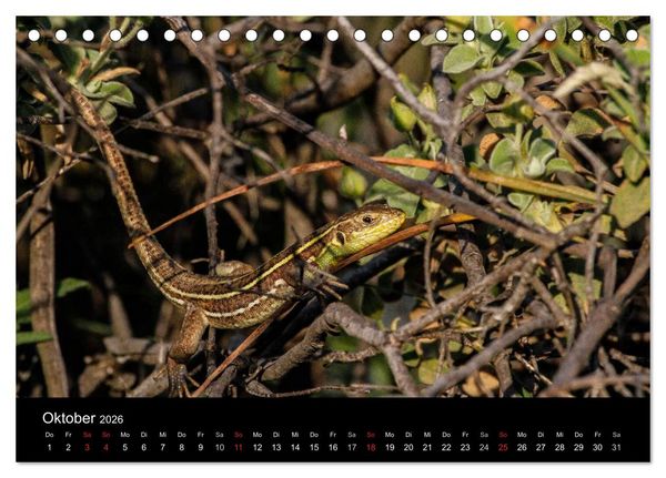 Produktbild: Reptilienkalender 2026 (Tischkalender 2026 DIN A5 quer), CALVENDO Monatskalender