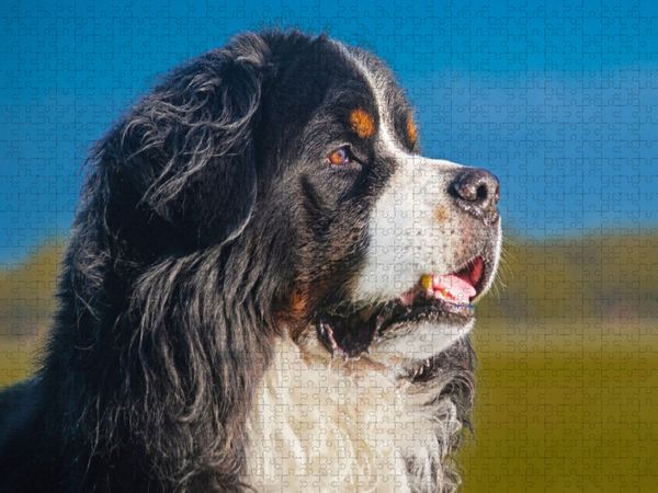 Produktbild: CALVENDO Puzzle Berner R&uuml;de - Stolz und sch&ouml;n | 1000 Teile Lege-Gr&ouml;&szlig;e 64x48cm Foto-Puzzle f&uuml;r gl&uuml;ckliche Stunden