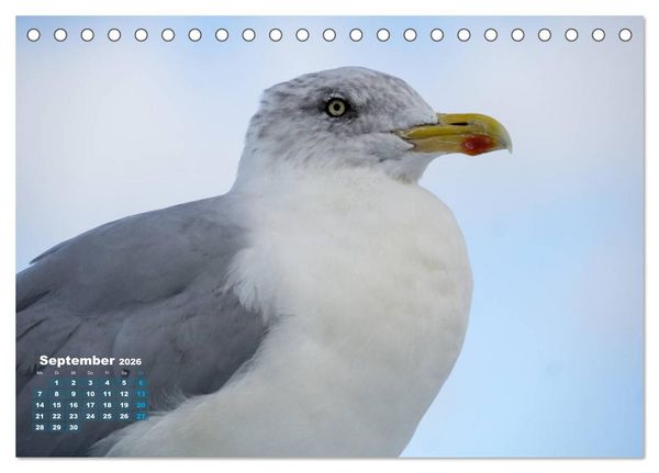 Produktbild: M&ouml;wen frech und witzig (Tischkalender 2026 DIN A5 quer), CALVENDO Monatskalender