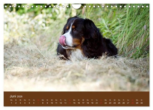 Produktbild: Berner Sennenhunde (Wandkalender 2026 DIN A4 quer), CALVENDO Monatskalender