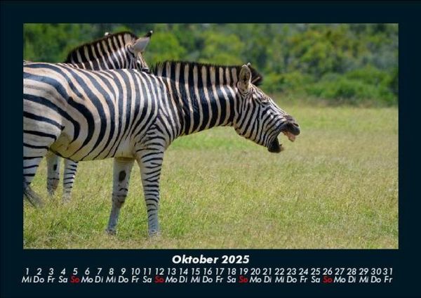Produktbild: Tiere in der Wildnis 2025 Fotokalender DIN A5