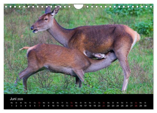 Produktbild: Der Rothirsch, K&ouml;nig der W&auml;lder (Wandkalender 2026 DIN A4 quer), CALVENDO Monatskalender