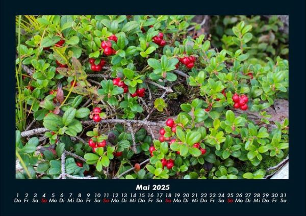 Produktbild: Pflanzen und Bl&uuml;ten 2025 Fotokalender DIN A4