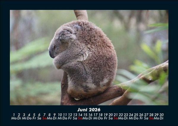 Produktbild: Koala 2026 Fotokalender DIN A5