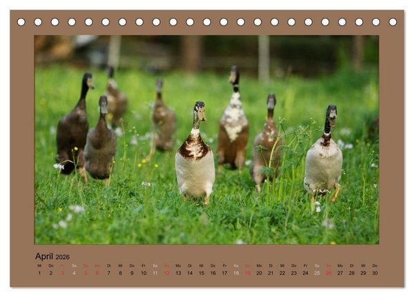 Produktbild: Laufenten immer was zu Schnattern (Tischkalender 2026 DIN A5 quer), CALVENDO Monatskalender
