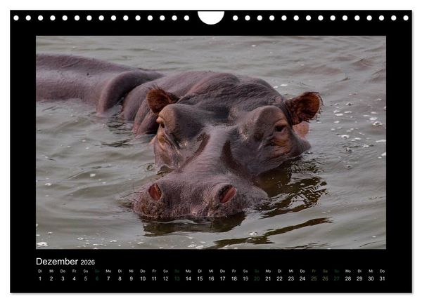 Produktbild: Wilde Tiere Afrikas (Wandkalender 2026 DIN A4 quer), CALVENDO Monatskalender