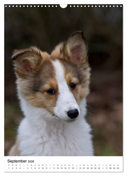Produktbild: Kleine und gro&szlig;e Hundekinder 2026 (Wandkalender 2026 DIN A3 hoch), CALVENDO Monatskalender