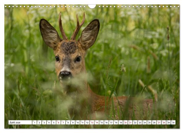 Produktbild: Anmut mit sanften Augen - Rehwild in der freien Natur (Wandkalender 2026 DIN A3 quer), CALVENDO Monatskalender