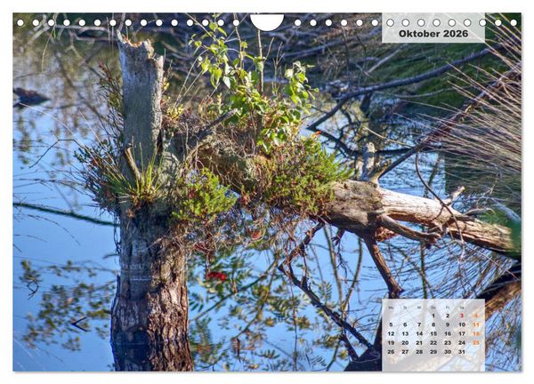 Produktbild: Niedersachsens Moorlandschaften - Das Pietzmoor, Schneverdingen (Wandkalender 2026 DIN A4 quer), CALVENDO Monatskalender