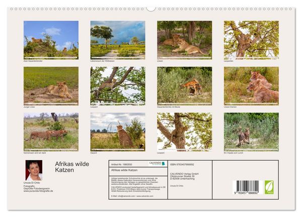 Produktbild: Afrikas wilde Katzen (hochwertiger Premium Wandkalender 2026 DIN A2 quer), Kunstdruck in Hochglanz