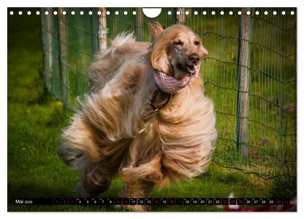 Produktbild: Windhunde - eine Leidenschaft (Wandkalender 2026 DIN A4 quer), CALVENDO Monatskalender