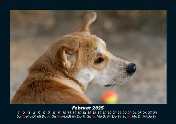 Produktbild: Hunde 2025 Fotokalender DIN A5