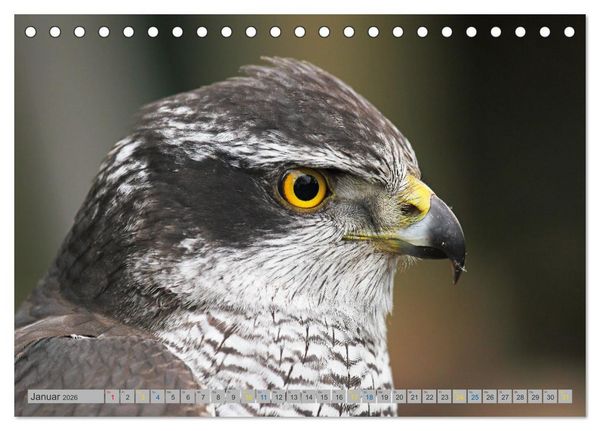 Produktbild: Habicht - aus dem Leben eines imposanten Greifvogels (Tischkalender 2026 DIN A5 quer), CALVENDO Monatskalender