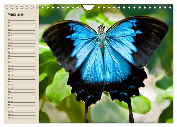 Produktbild: Regenwald. Tiere im Dschungel (Wandkalender 2026 DIN A4 quer), CALVENDO Monatskalender