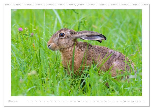 Produktbild: Der Feldhase (Wandkalender 2027 DIN A2 quer), CALVENDO Monatskalender