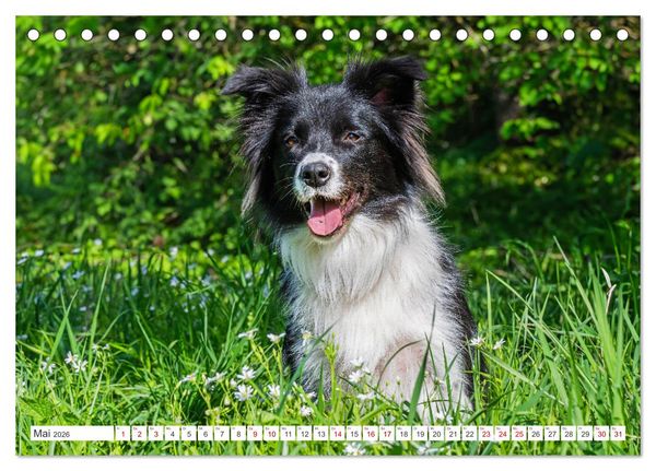 Produktbild: Border Collie - Das Universalgenie unter den Hunden (Tischkalender 2026 DIN A5 quer), CALVENDO Monatskalender