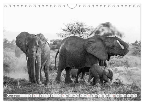 Produktbild: Emotionale Momente: Elefanten in black & white (Wandkalender 2026 DIN A4 quer), CALVENDO Monatskalender