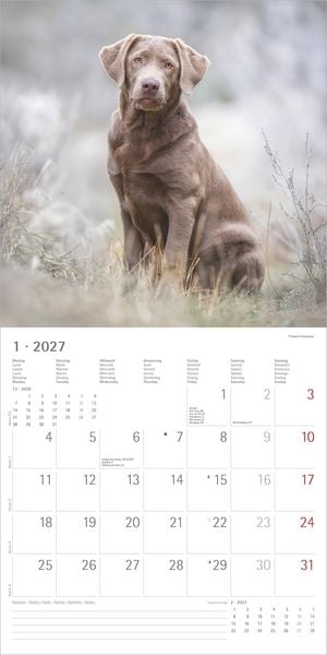 Produktbild: Hunde 2027