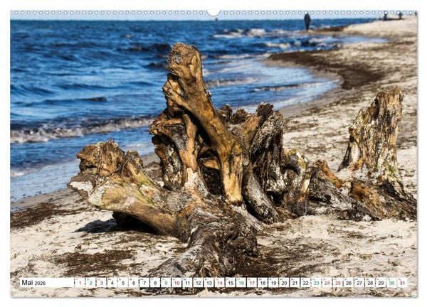 Produktbild: Dar&szlig;er Weststrand - Fischland Dar&szlig; Zingst (hochwertiger Premium Wandkalender 2026 DIN A2 quer), Kunstdruck in Hochglanz