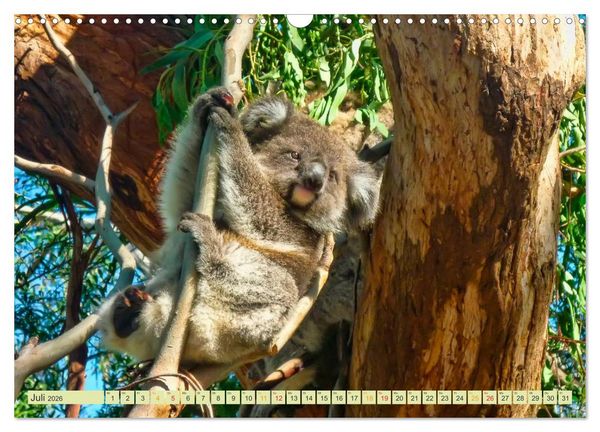 Produktbild: Koala - kleiner Teddy (Wandkalender 2026 DIN A3 quer), CALVENDO Monatskalender