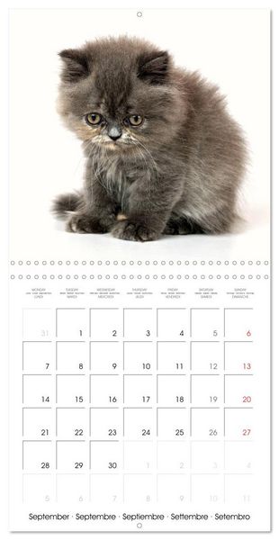 Produktbild: Persian Kittens (Wall Calendar 2026 12 &times; 12 Inch) CALVENDO 12 Month Wall Calendar