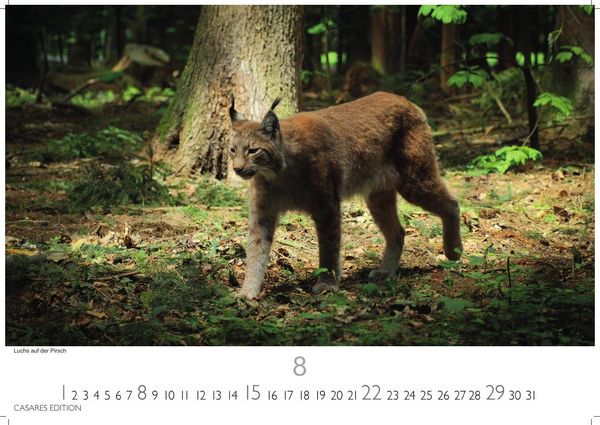 Produktbild: Big Cats Kalender 2027 &ndash; Wandkalender | Fotokalender Tierkalender 35x50cm &ndash; Wundersch&ouml;ner Gro&szlig;katzen-. mit beeindruckenden Fotos von Tiger| L&ouml;wen | Jaguar | Gepard | Luchs | Puma.