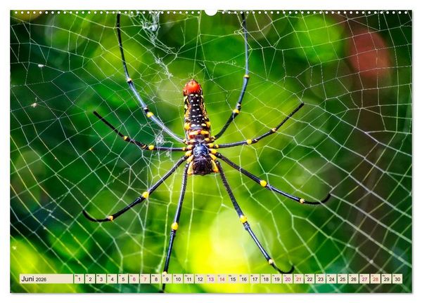 Produktbild: Spinnennetze - Wunder der Natur (Wandkalender 2026 DIN A2 quer), CALVENDO Monatskalender