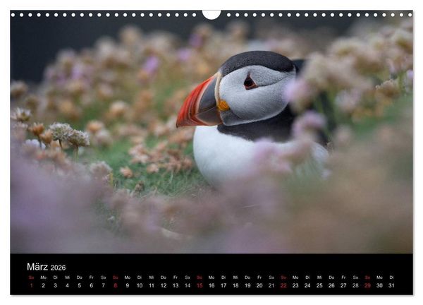 Produktbild: Papageientaucher 2026 (Wandkalender 2026 DIN A3 quer), CALVENDO Monatskalender