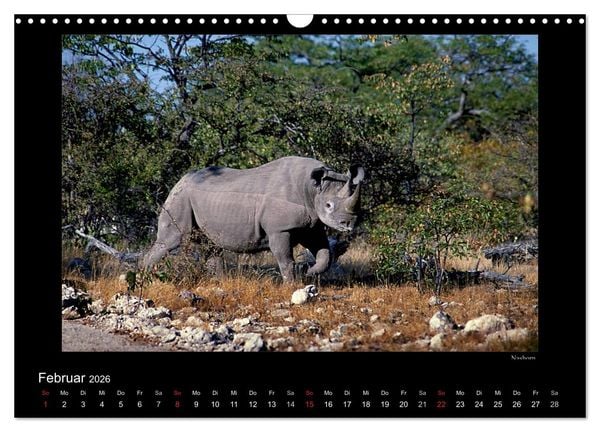Produktbild: Wildtiere im Etosha Nationalpark (Wandkalender 2026 DIN A3 quer), CALVENDO Monatskalender