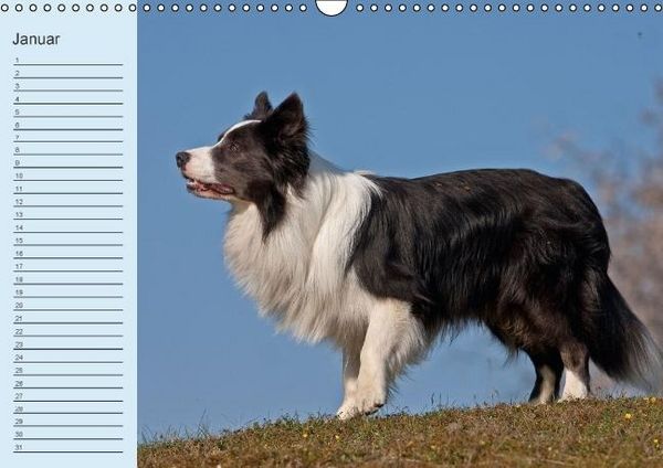 Produktbild: Der Border Collie Geburtstagskalender (Wandkalender immerw&auml;hrend DIN A3 quer)