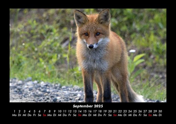 Produktbild: Waldbewohner 2025 Fotokalender DIN A3