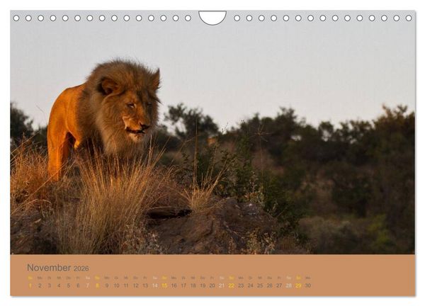Produktbild: Afrika Impressionen. NAMIBIA - S&Uuml;DAFRIKA - BOTSWANA (Wandkalender 2026 DIN A4 quer), CALVENDO Monatskalender