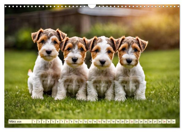Produktbild: Drahthaar-Foxterrier (Wandkalender 2026 DIN A3 quer), CALVENDO Monatskalender