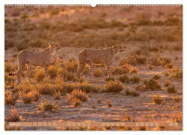 Produktbild: Afrikas Tierwelt - Geparde (Wandkalender 2026 DIN A2 quer), CALVENDO Monatskalender