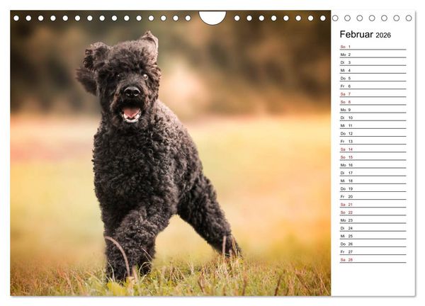 Produktbild: Lockenw&ouml;lfe - Energieb&uuml;ndel Pudel (Wandkalender 2026 DIN A4 quer), CALVENDO Monatskalender