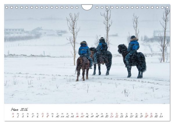 Produktbild: Islandpferde take it Isi (Wandkalender 2026 DIN A4 quer), CALVENDO Monatskalender