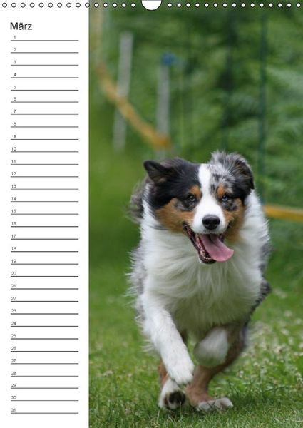Produktbild: Der Aussie - Geburtstagskalender (Wandkalender immerw&auml;hrend DIN A3 hoch)