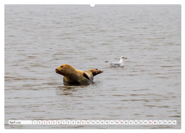 Produktbild: Urlaub in Nordfriesland (Wandkalender 2026 DIN A2 quer), CALVENDO Monatskalender
